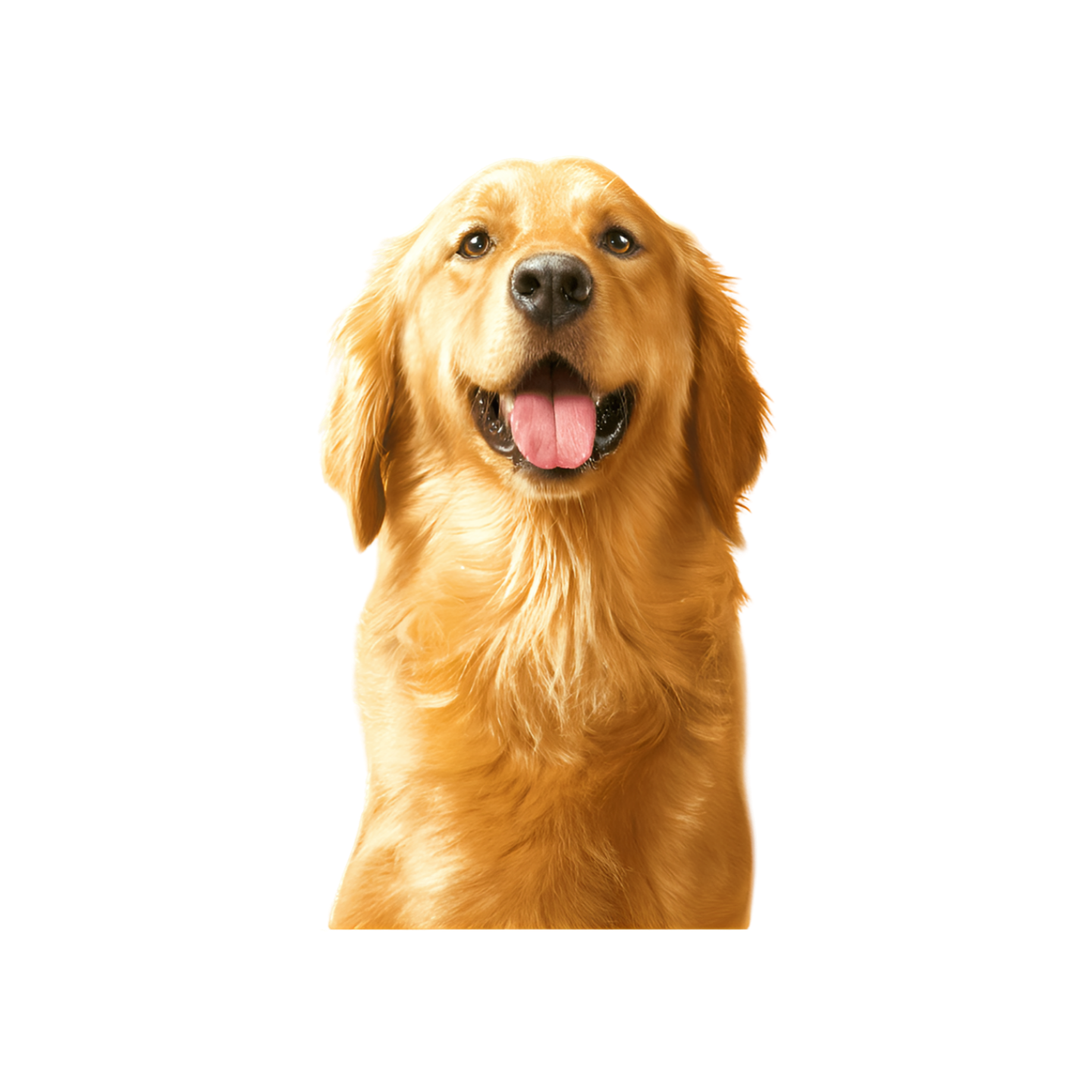 Pedigree פדיגרי חטיף עוף וברווז לכלב