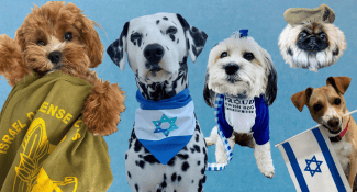 IDog עצם עוף ריבס CT
