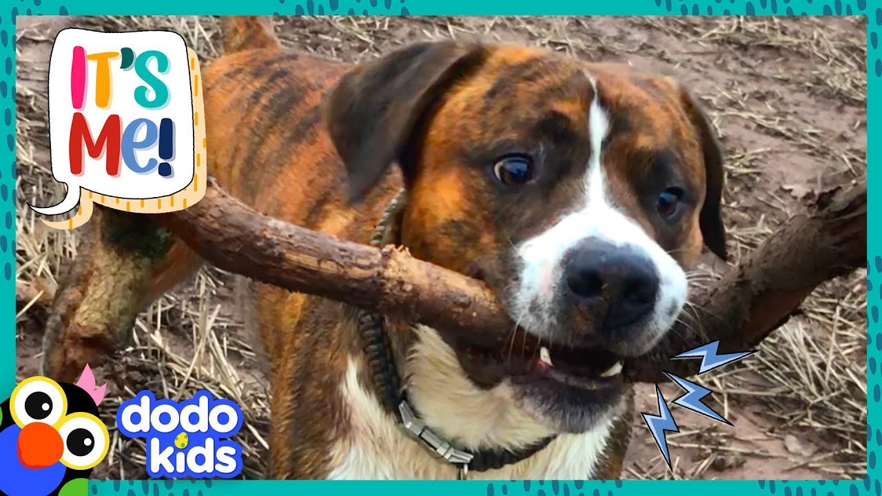 IDog שקי קקי 18 יח' בקרטונית+מתקן ביצה